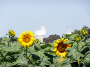 Sonnenblumen mit Atommeiler